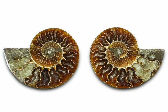 Cut & Polished Ammonite Fossil - Madagascar #377527